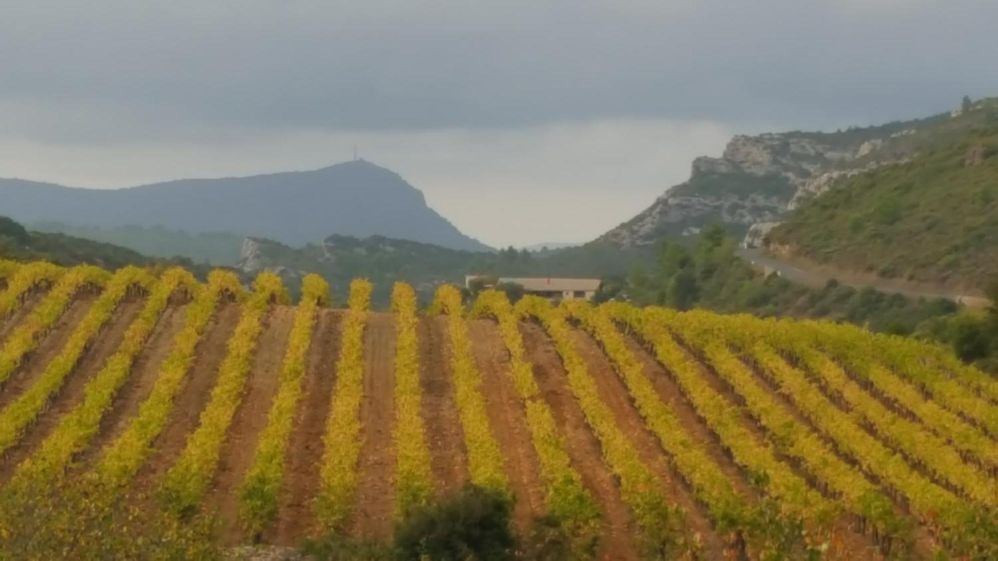Gite Dans Ancienne Bergerie En Pleine Garrigue Fraissé-des-Corbières エクステリア 写真